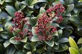 Skimmia japonica IMG_6369 Skimia japońska